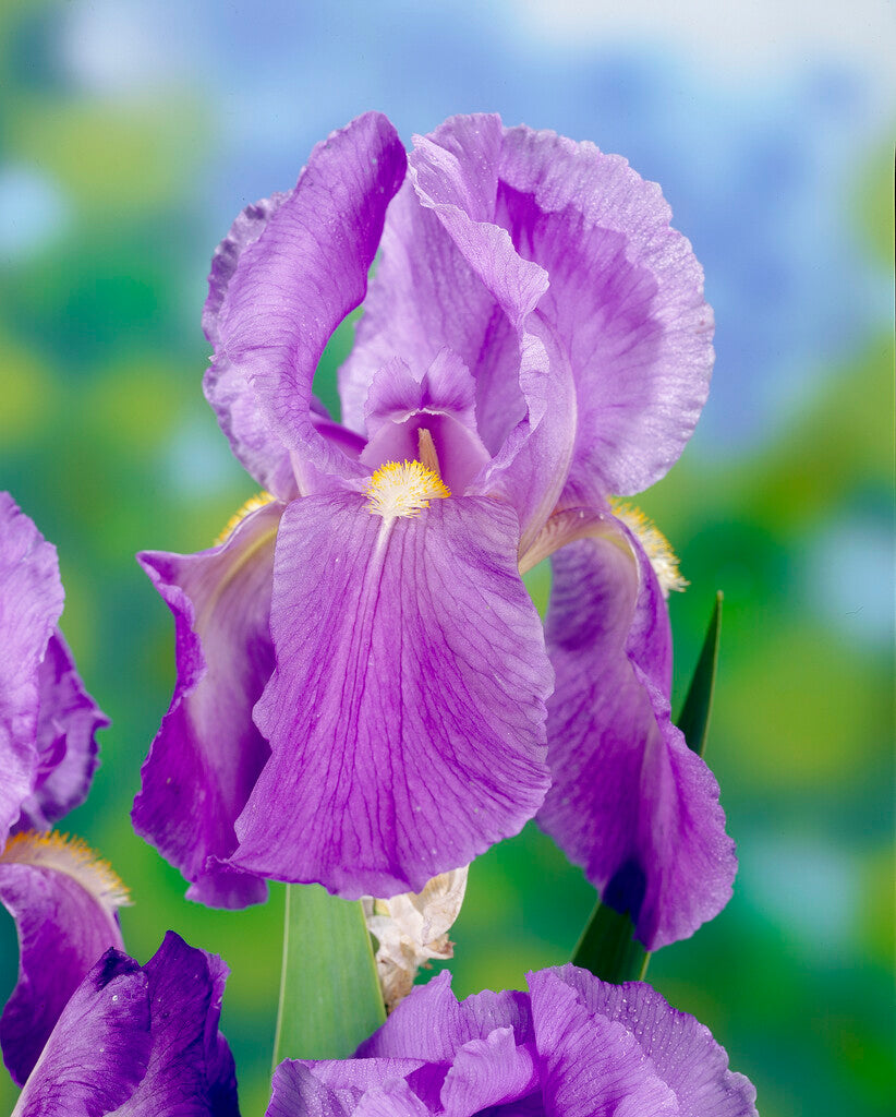 Tysk iris-Iris Germanica Florentino 1-pakning